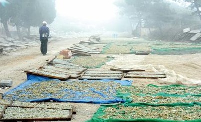 小麥島黑窩點(diǎn)曬魚任腳踩 渾水煮腐臭魚賣給飯館
