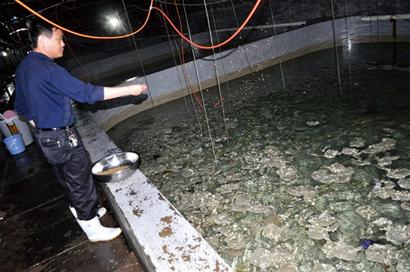 青島沿海沒魚吃加工廠關門 金鉤海米消失