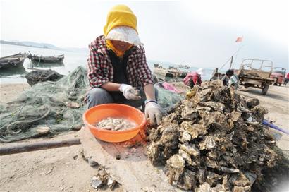 青島沿海沒魚吃加工廠關門 金鉤海米消失