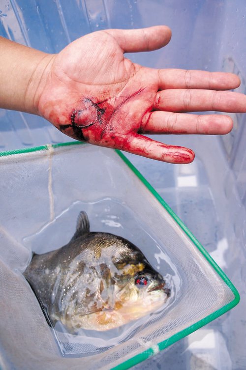 　食人魚將張先生的手咬傷。本報(bào)記者 卿要林?jǐn)z