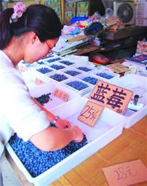 青島藍(lán)莓價一瀉千里30天降7成 25元/斤放下身段