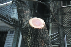 王保生帶人動手砍伐4棵降香黃檀樹。（曹景榮攝）
