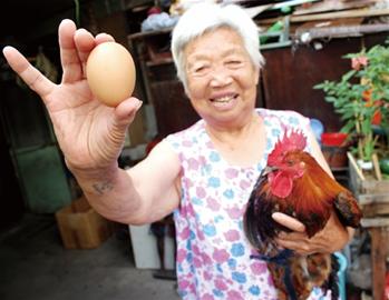 青島驚現(xiàn)變性雞 打鳴公雞下蛋變公雞中的戰(zhàn)斗機(jī)