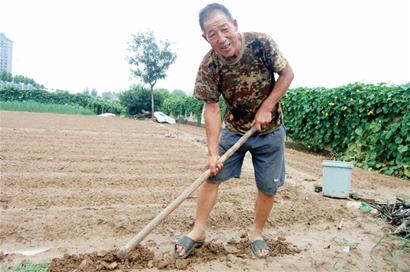 去年低價賠慘菜農熱情不減 