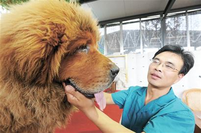 一只藏獒報(bào)出3000萬(wàn)天價(jià)