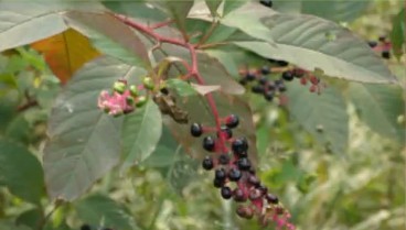 美洲商陸入侵浮山泛濫成災(zāi) 果實(shí)紫紅誘人請勿食