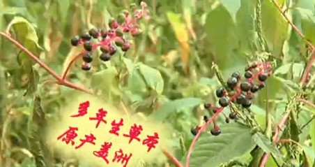 美洲商陸入侵浮山泛濫成災(zāi) 果實紫紅誘人請勿食
