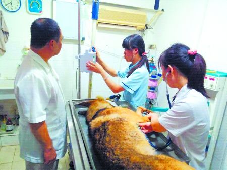 8月11日，搶救中的警犬“雷鳴”