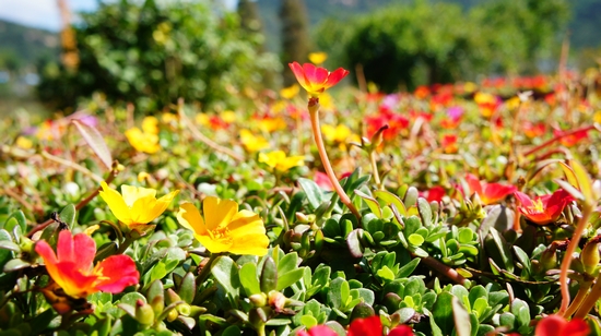 世園會(huì)內(nèi)景曝光:繁花似錦 鳥鳴婉轉(zhuǎn)