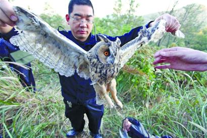 執(zhí)法人員拆21張網(wǎng)救下10只野生鳥(niǎo) 眼神悲涼