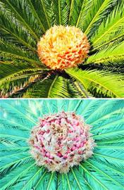青島一鐵樹(shù)罕見(jiàn)開(kāi)花結(jié)果 果實(shí)鮮紅似火