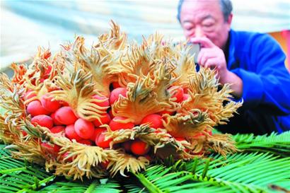 青島一鐵樹(shù)罕見(jiàn)開(kāi)花結(jié)果 果實(shí)鮮紅似火