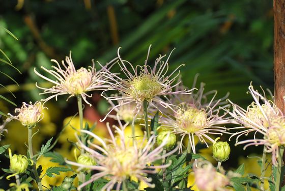 青島中山公園30萬盆菊花爭(zhēng)奇斗艷
