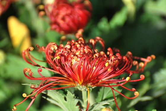 青島中山公園30萬盆菊花爭(zhēng)奇斗艷