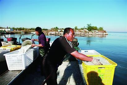 青島萊西湖銀魚(yú)開(kāi)捕大量上市 一網(wǎng)捕千斤