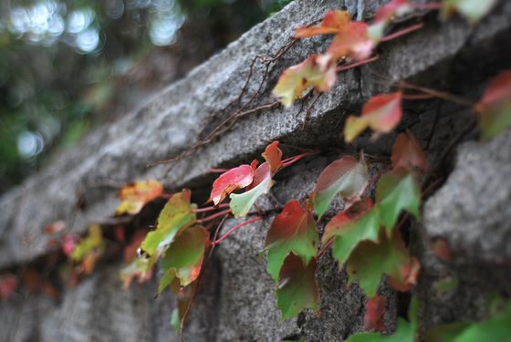 八大關葉色醉人:數(shù)樹深紅出淺黃