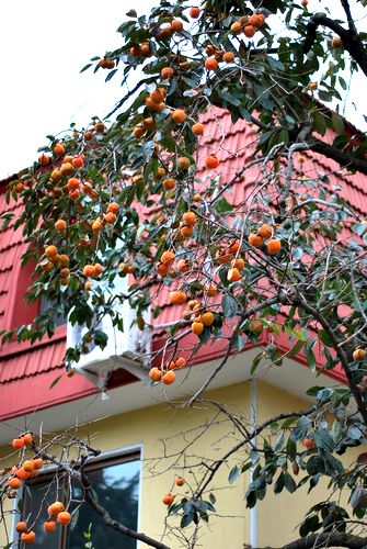 八大關葉色醉人:數(shù)樹深紅出淺黃