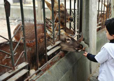  11月2日，成都市動(dòng)物園里，一名游客喂養(yǎng)鹿群。