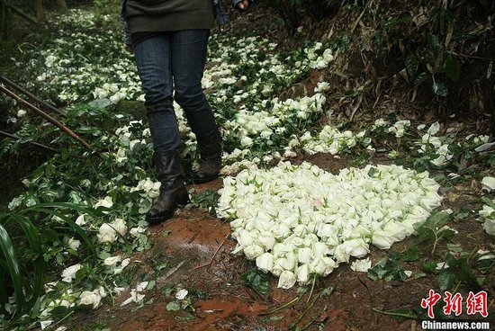 200人送別愛情天梯女主人公 撒萬朵玫瑰(組圖)