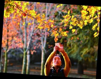 片片秋葉紅猶如畫中行 片片秋葉紅猶如畫中行