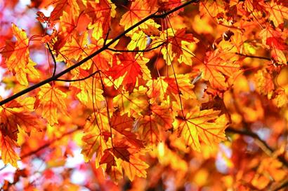 片片秋葉紅猶如畫中行 片片秋葉紅猶如畫中行