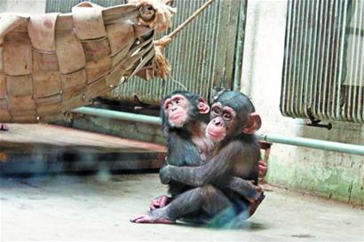青島動物園地暖空調(diào)齊上陣 猩猩兩兩擁抱吃飯才分開