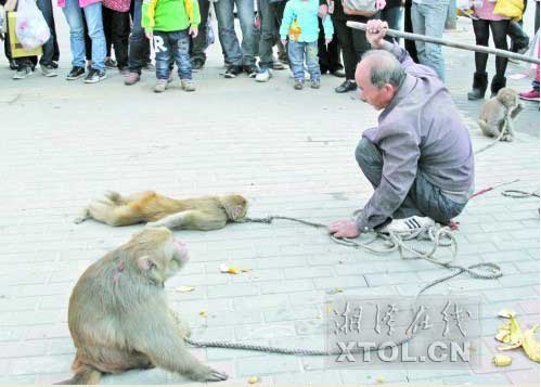　　耍猴人當(dāng)街暴打猴子，引起圍觀市民的反感。(豎戈攝)