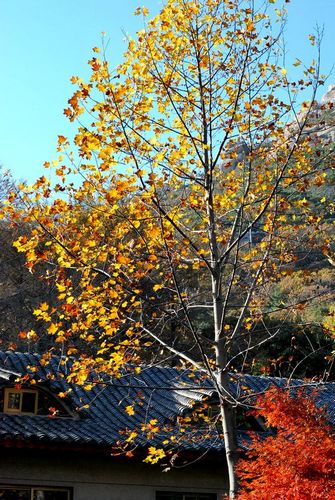 曬絕美嶗山初冬游記 文藝青年最?lèi)?ài)