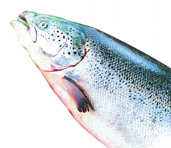 揭三文魚養(yǎng)殖基地:魚心情不好會(huì)擺臭臉 皮膚自動(dòng)變色