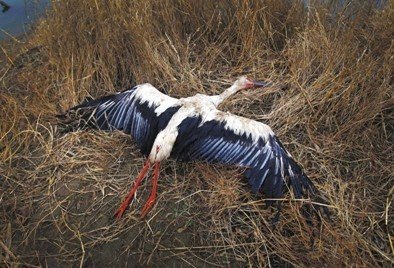 河北唐山發(fā)生群鳥(niǎo)死亡事件 有中毒跡象(組圖)