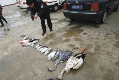 河北唐山發(fā)生群鳥(niǎo)死亡事件 有中毒跡象(組圖)