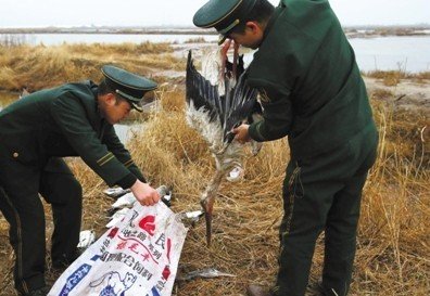 河北唐山發(fā)生群鳥(niǎo)死亡事件 有中毒跡象(組圖)
