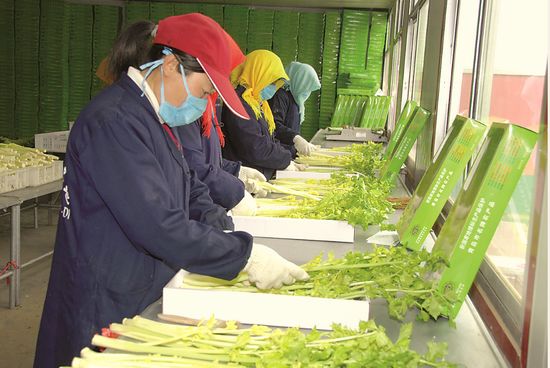 馬家溝芹菜有洋后代 價格堅(jiān)挺不掉價