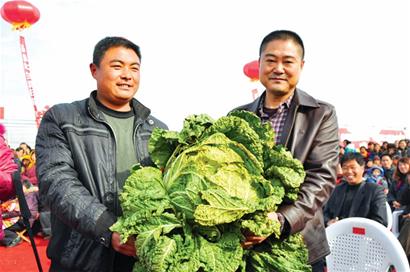大個白菜蘿卜漸遭市場淘汰