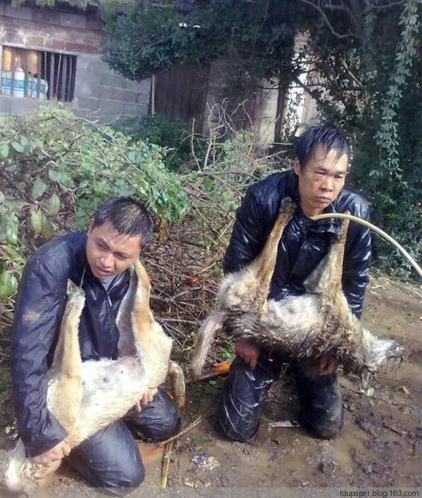 在農(nóng)村偷狗被抓到就是這下場！