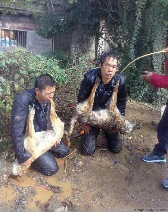 在農(nóng)村偷狗被抓到就是這下場(chǎng)！