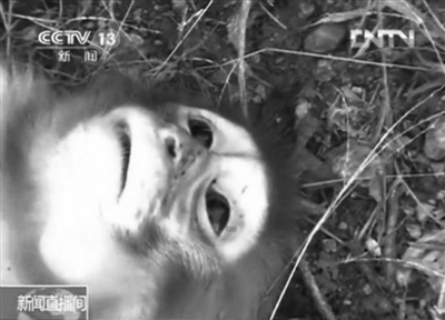 在資溪縣一國(guó)有林場(chǎng)，剛剛被槍殺的獼猴。