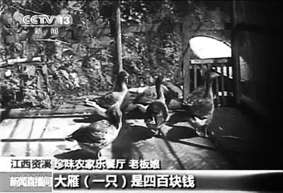 資溪縣珍味農(nóng)家樂餐廳老板娘介紹，店內(nèi)大雁一只要四百元。