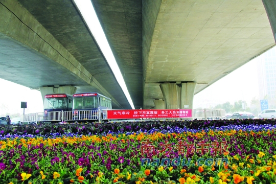 鄭州市中州大道農(nóng)業(yè)路口橋下新擺滿的花盆，旁邊是救助提示語。本版圖片均由南都記者 孫旭陽 攝