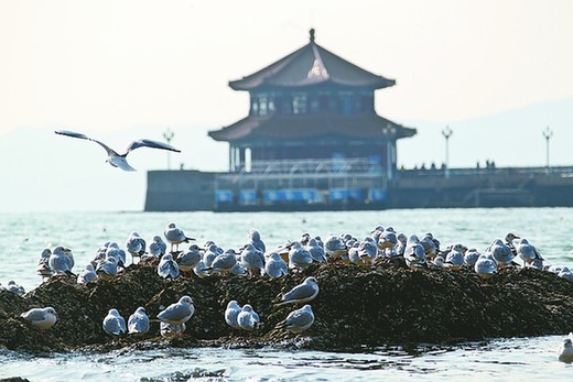  膠州灣浮冰成堆 似夢回唐朝瀚海闌干百丈冰 膠州灣浮冰成堆 似夢回唐朝瀚海闌干百丈冰 