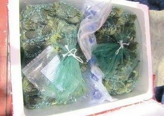 臺(tái)灣進(jìn)口2106公斤大陸大閘蟹 含殺菌劑被銷(xiāo)毀