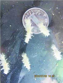 珍貴海參能抗7種腫瘤 干參每斤賣到1萬(wàn)3