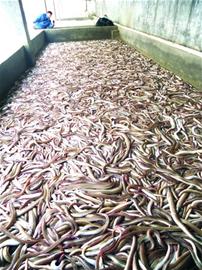遠(yuǎn)洋船回青島帶回百噸鮮鰻魚(yú)