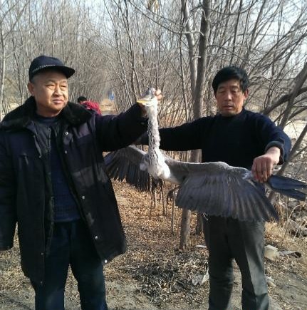 大河?xùn)|濕地疑遭人下毒 可憐蒼鷺死不瞑目