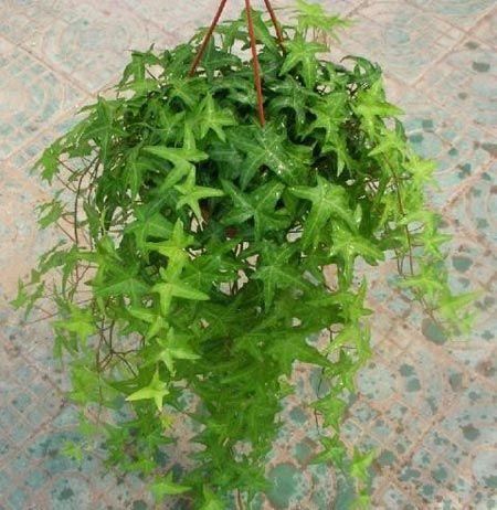 凈化空氣綠植盤點