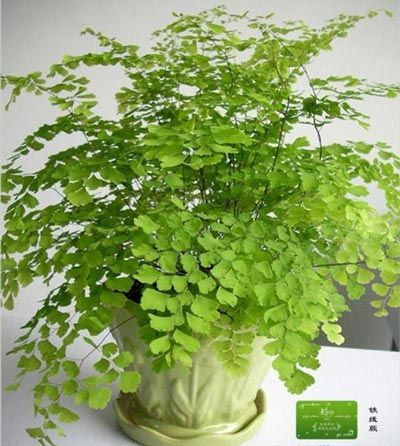 凈化空氣綠植盤點(diǎn)