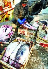 大頭腥價(jià)格大降每斤僅5元