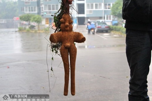 村民稱(chēng)挖出人形根 長(zhǎng)著“男性生殖器”