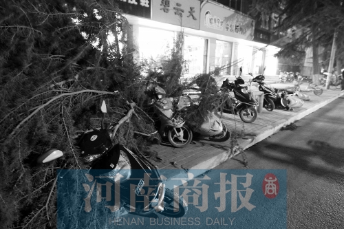 樹被大風(fēng)吹倒，砸了路邊的車