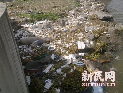 在橫潦涇河堤上，死豬橫七豎八躺著。新民網(wǎng)記者卜春艷 現(xiàn)場(chǎng)回傳